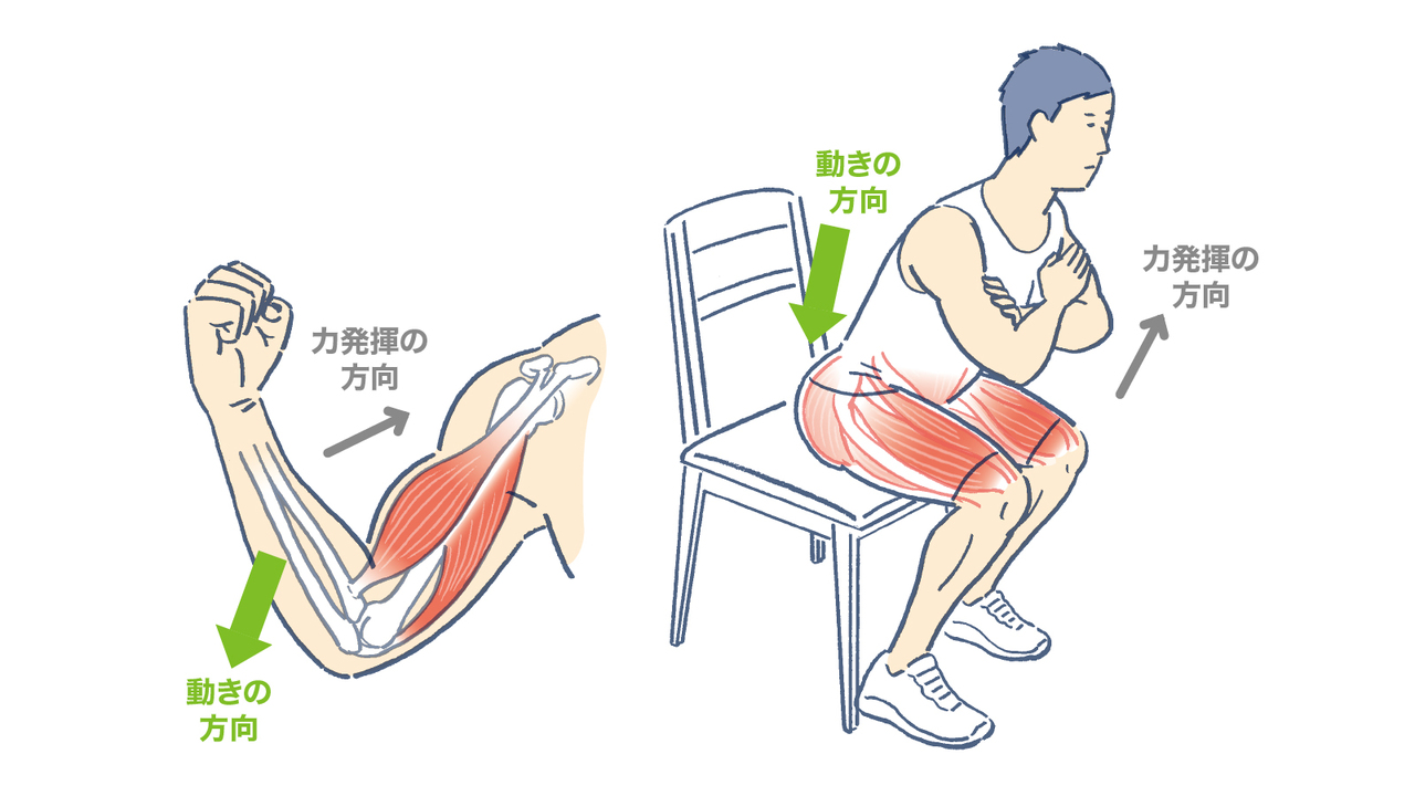 日常的に見られるエキセンの動き