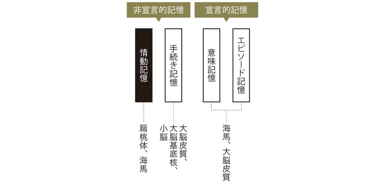 記憶の種類によって関わる脳の部位