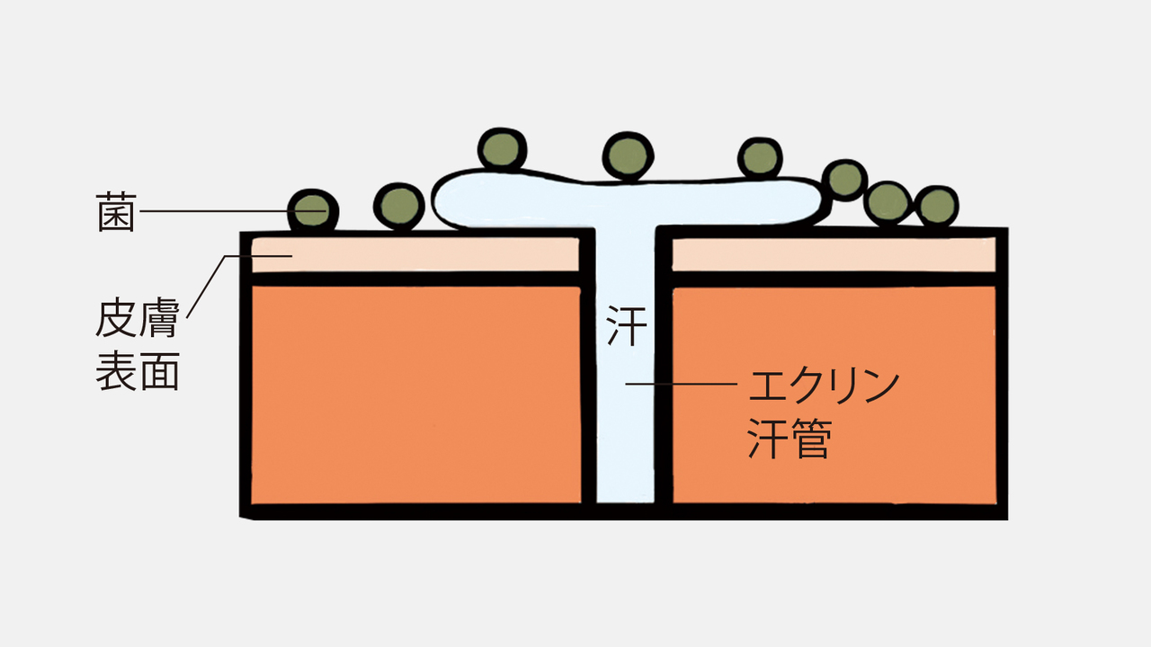 エクリン汗は皮膚上で菌と出合う