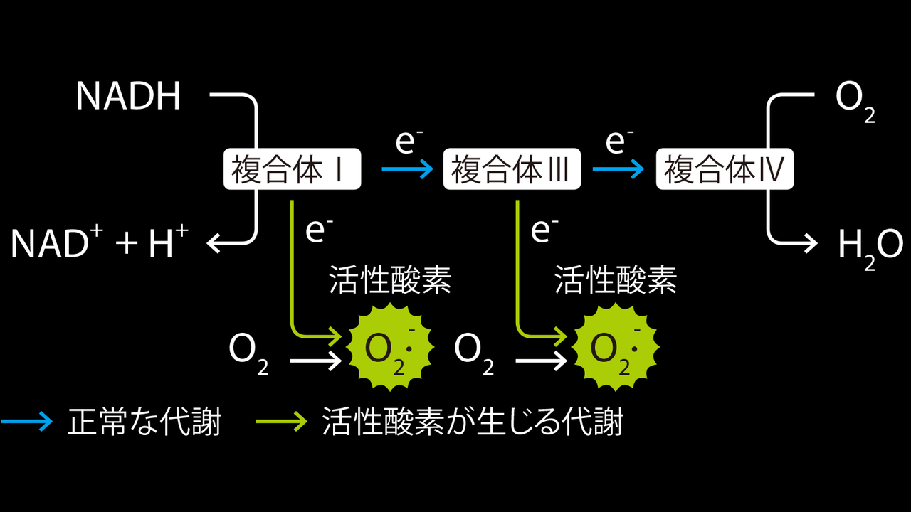 電子伝達系のプロセスで活性酸素が生じる。