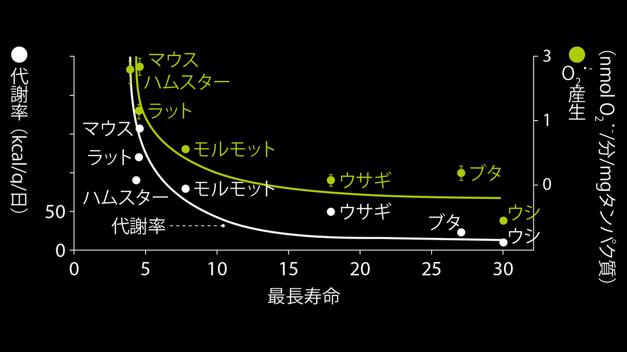 代謝率が高いほど、最長寿命は短い。