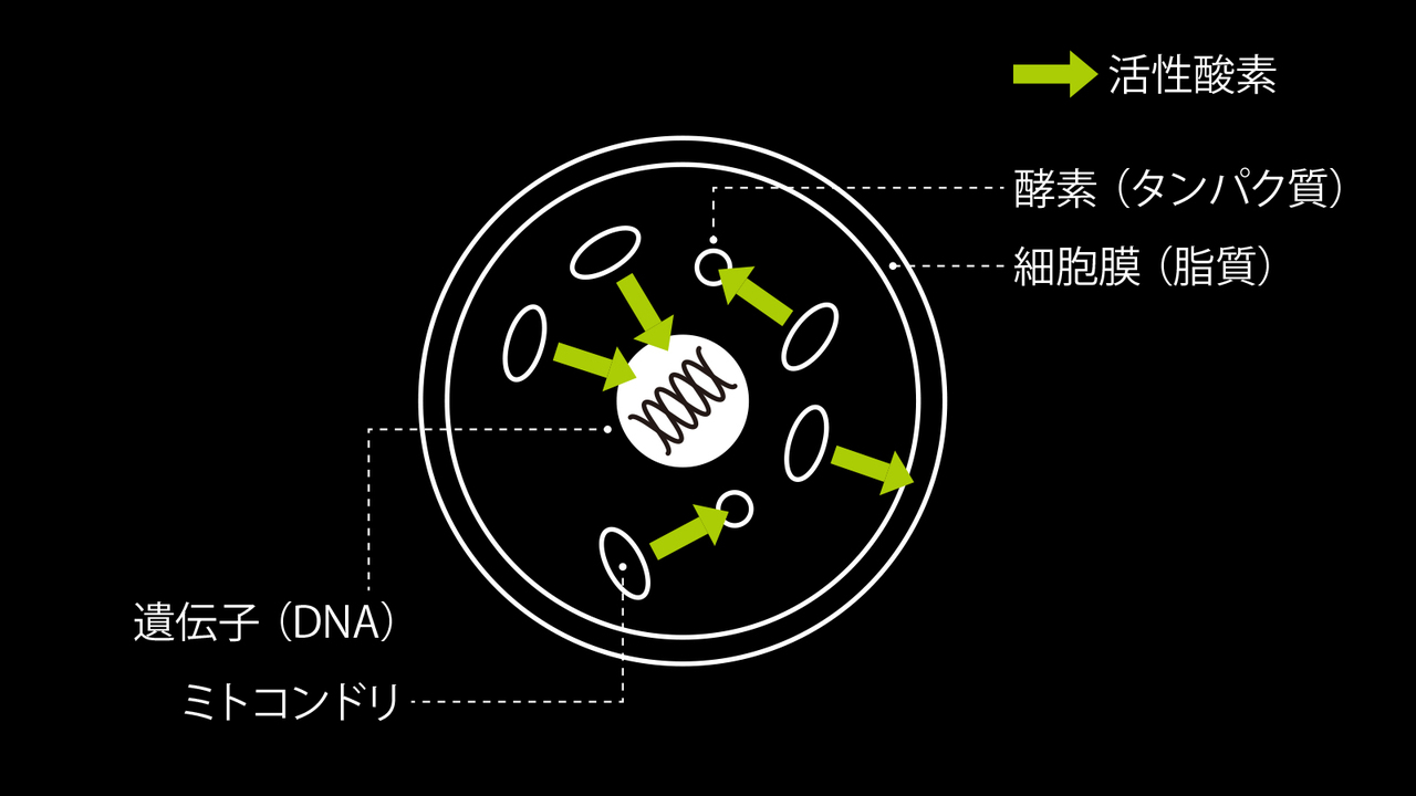 活性酸素は酸化で細胞を同時攻撃する。