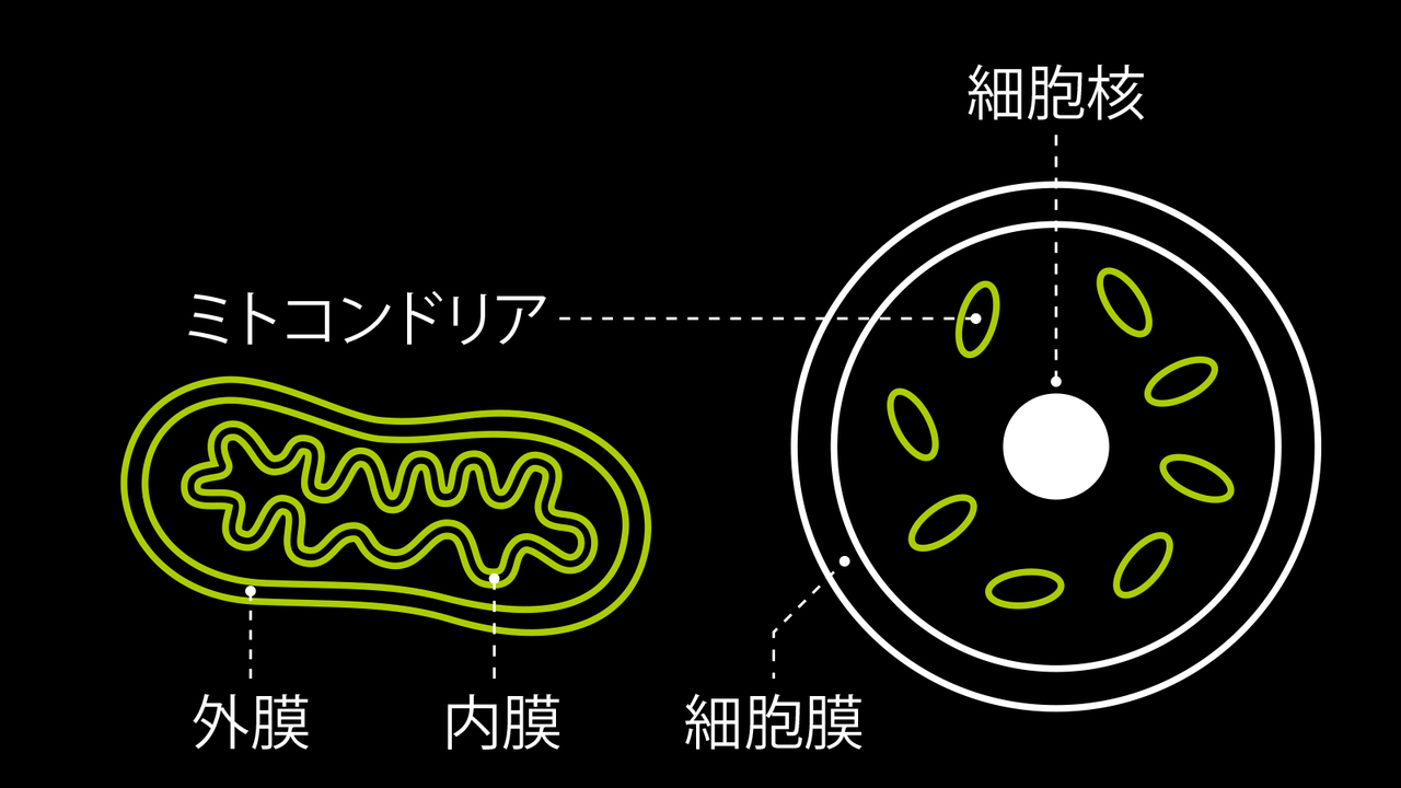 ミトコンドリアは細胞の発電所である