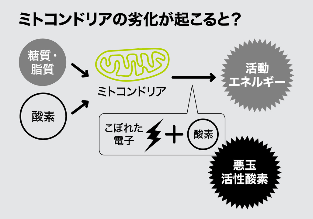 体内のミトコンドリアの動きを示した図