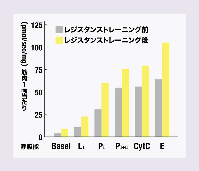 筋トレでミトコンドリアの性能が向上
