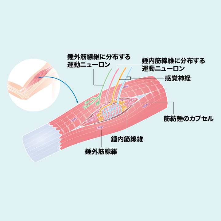 多くの神経が繫がる筋紡錘、錘内筋とは?