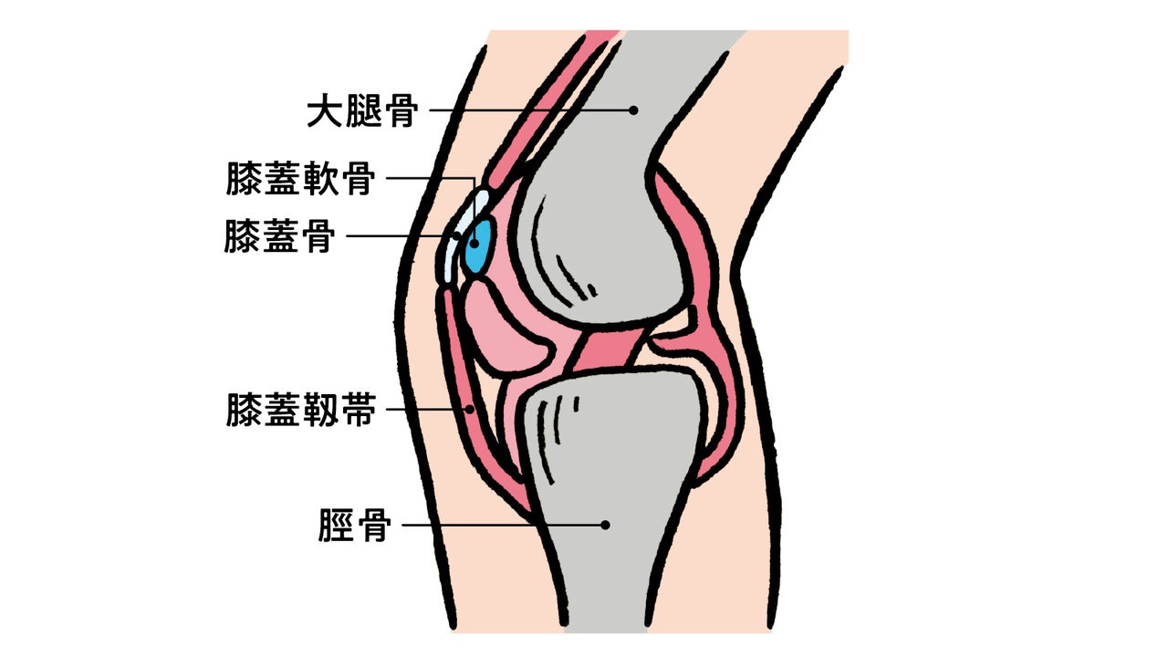 膝のお皿と脛骨を繫ぎ留めている膝蓋靱帯