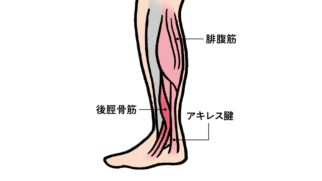 ふくらはぎ