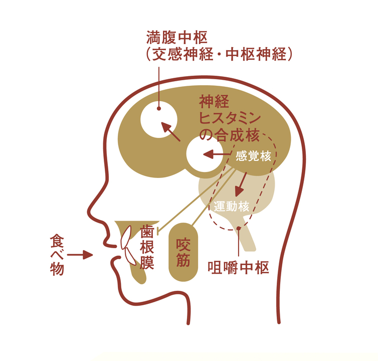 咀嚼によって脳の咀嚼中枢が活性化