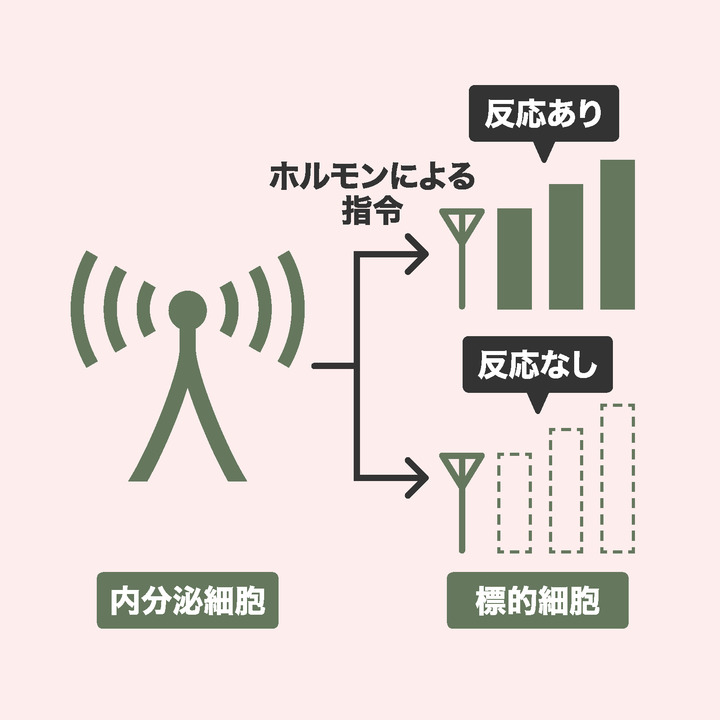肥満者はホルモンの情報を感知しにくい