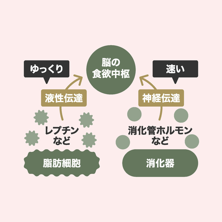 満腹感を感じる ホルモンは血液と 神経経由で働く