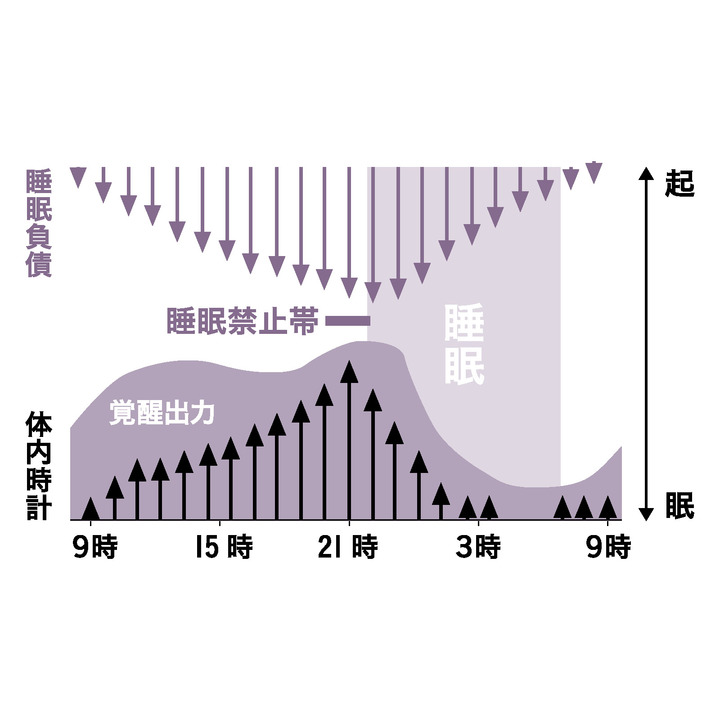 睡眠負債と体内時計の関係