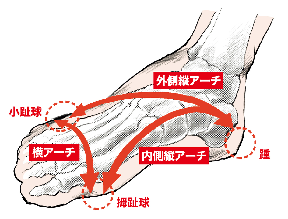 日本人の方が踵は内側に倒れているは勘違い