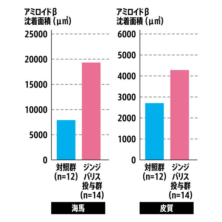歯周病はアルツハイマー病の一因である物質の蓄積を促す
