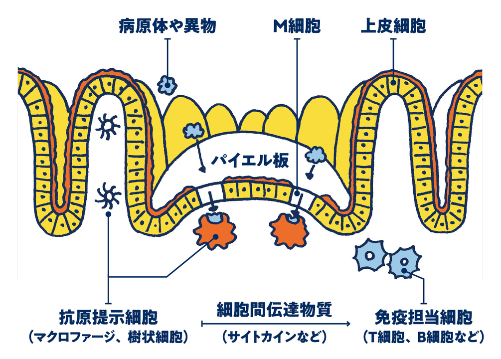腸活