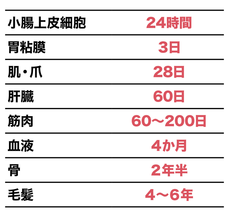 タンパク質を材料とする全身の部位の寿命は異なる。