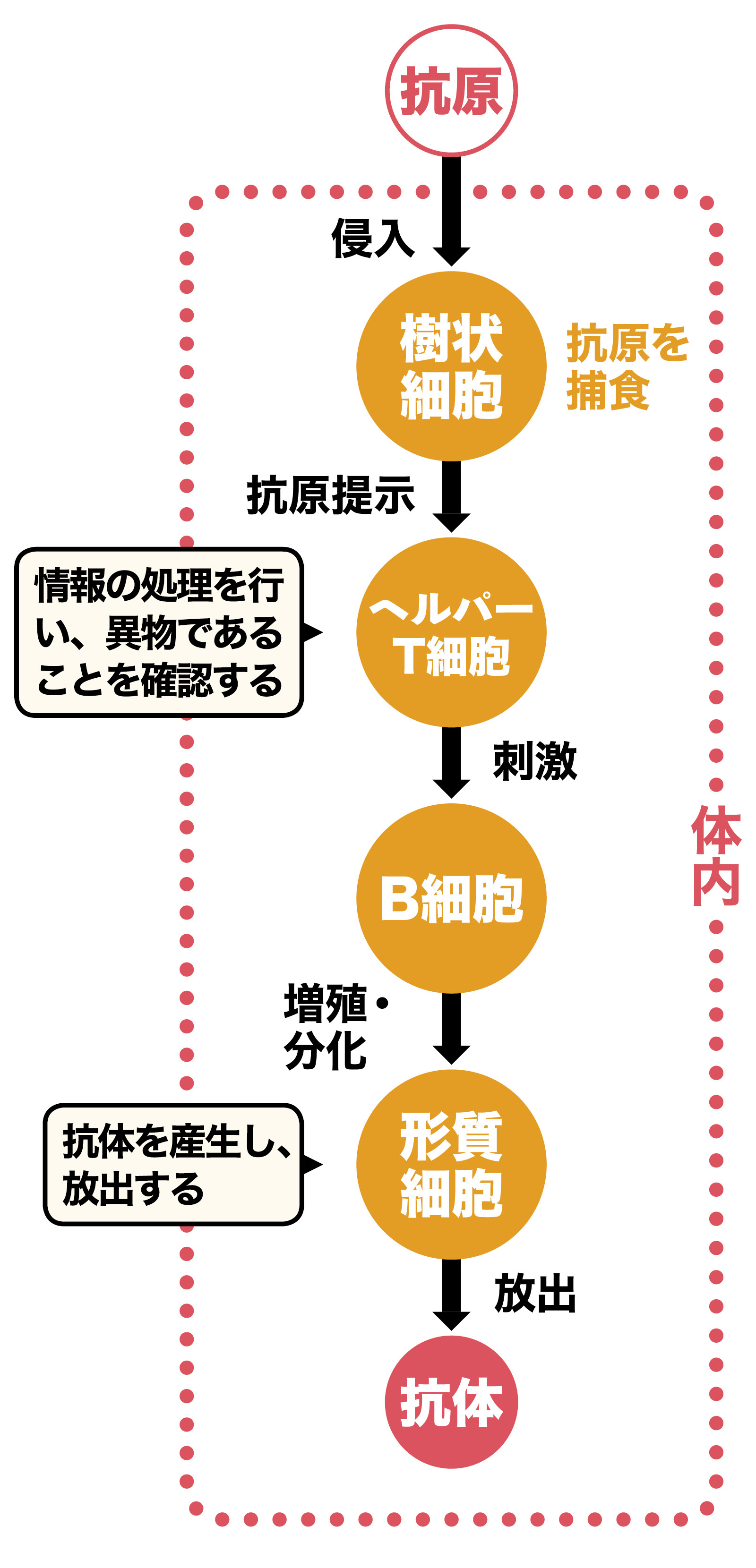 ウイルスや細菌を攻撃する抗体が作られる仕組み。