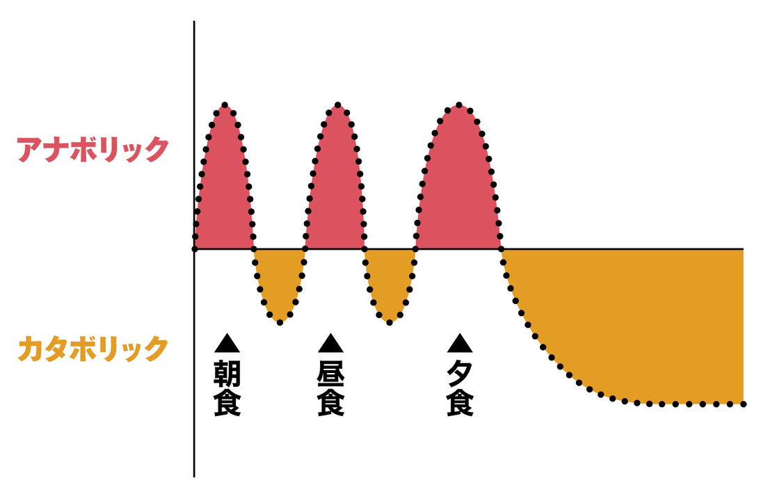 筋肉は一日の中で合成と分解を繰り返している。