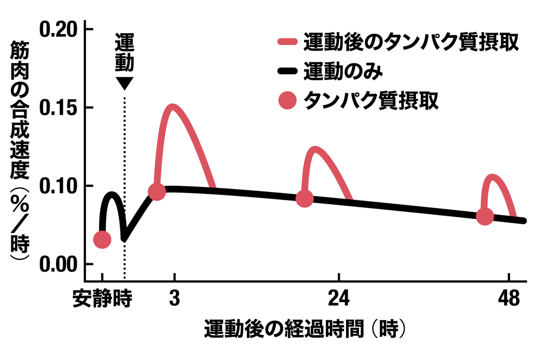 筋トレしない日もタンパク質摂取で効果が見込める。