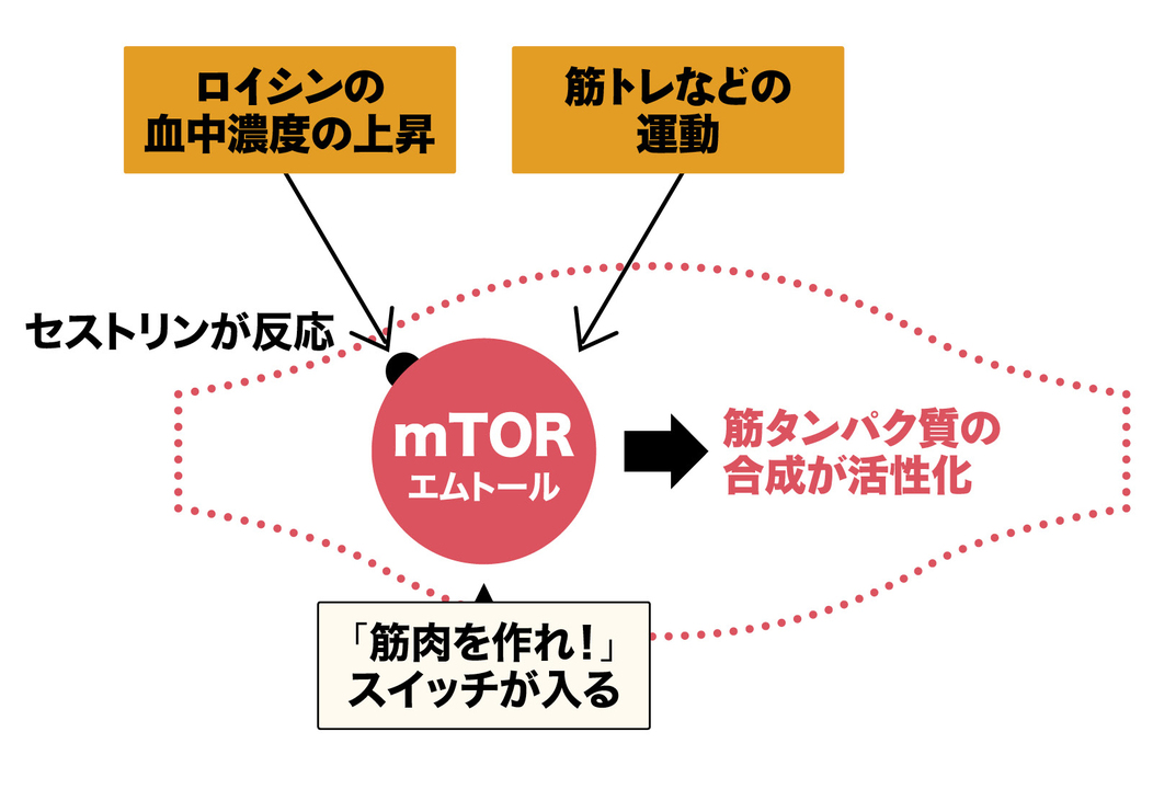 分岐鎖アミノ酸、ロイシンが筋肥大のカギを握っている