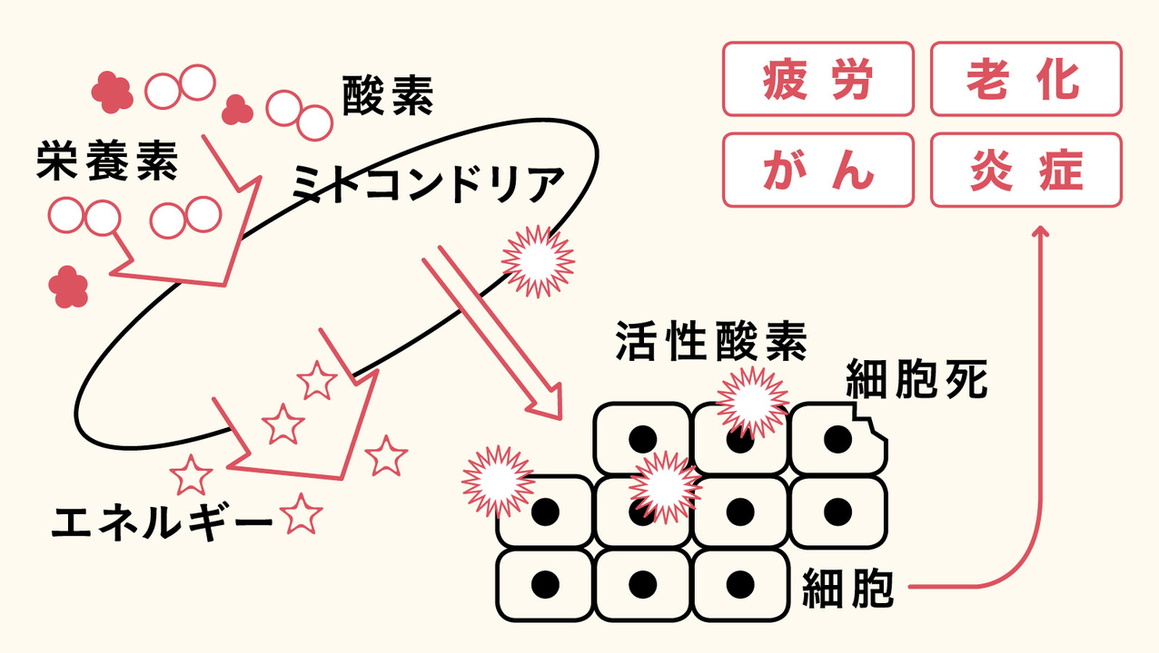 活性酸素が生じるメカニズム