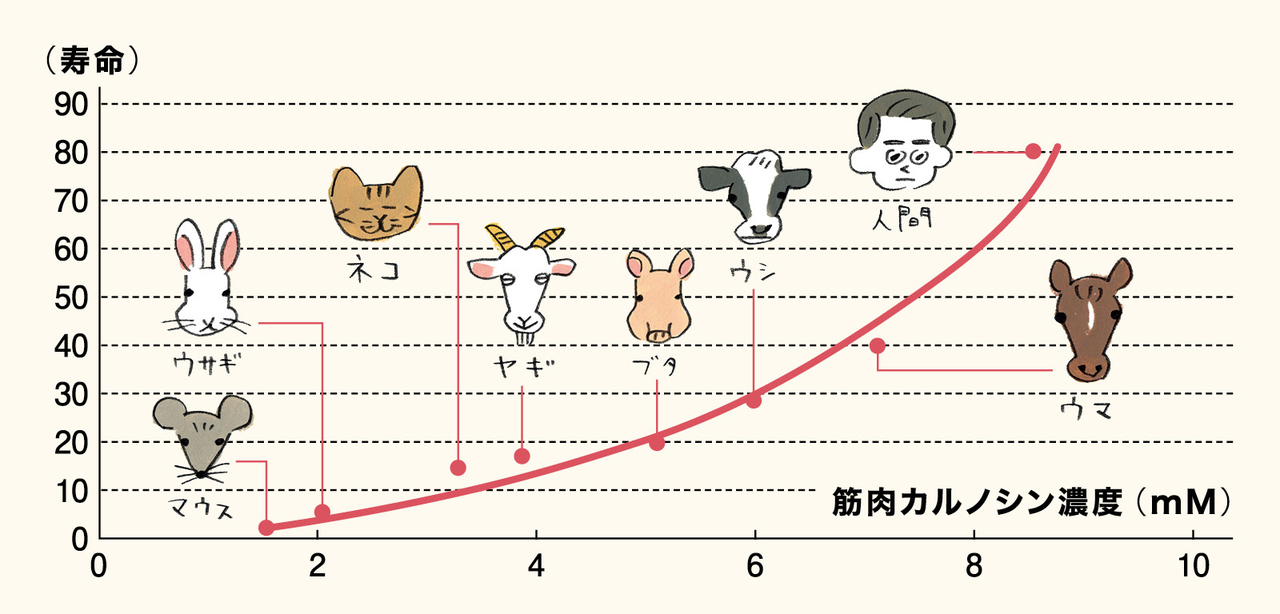 筋肉中のカルノシンが多いほど寿命が長い!