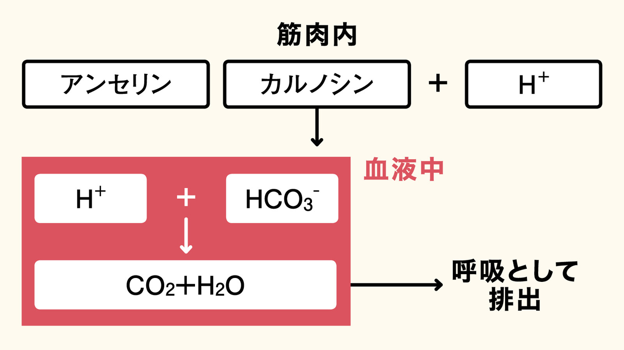 アンセリンとカルノシンの緩衝作用