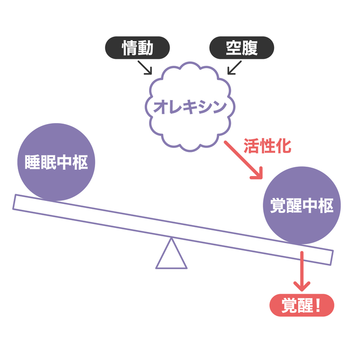 睡眠と覚醒