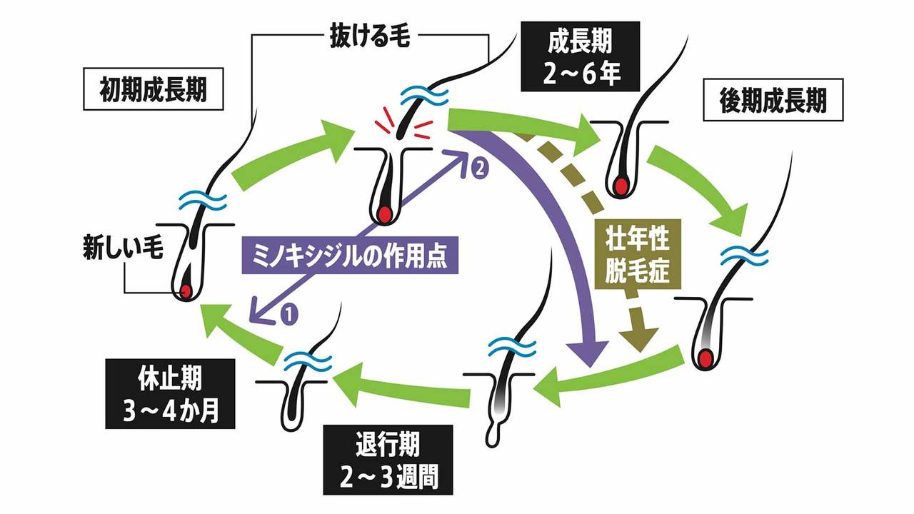ヘアサイクルとミノキシジルの作用