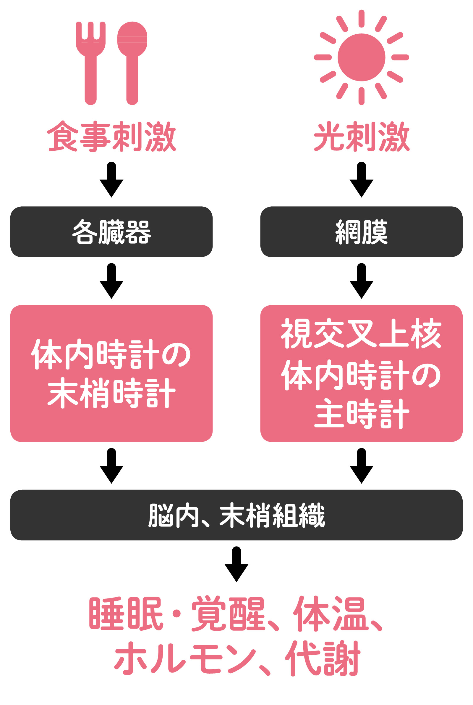 体内時計をリセットする仕組み