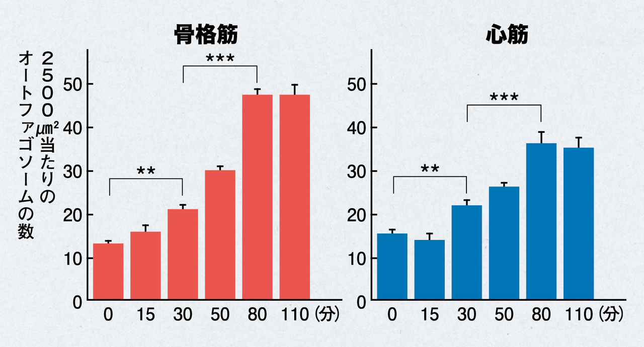 オートファジーと運動