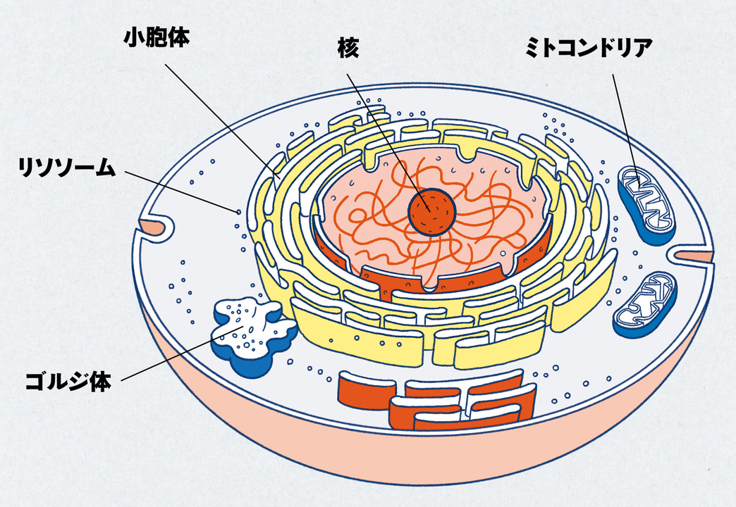 オートファジーの仕組み