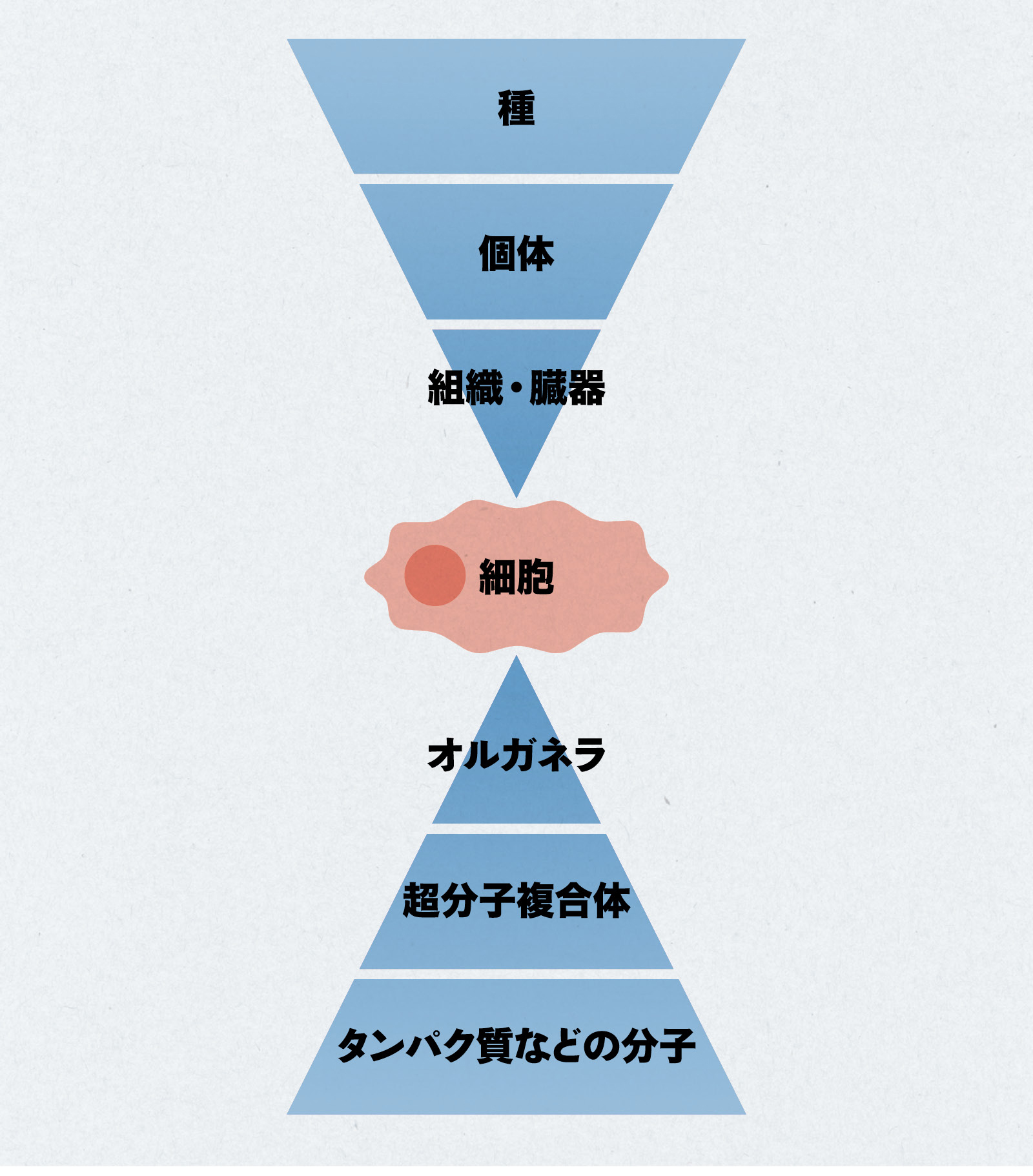 生命の階層性