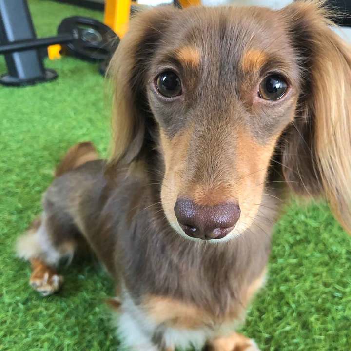 愛犬