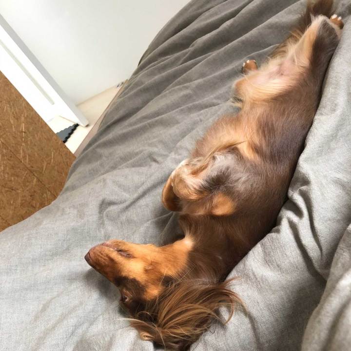 眠る犬