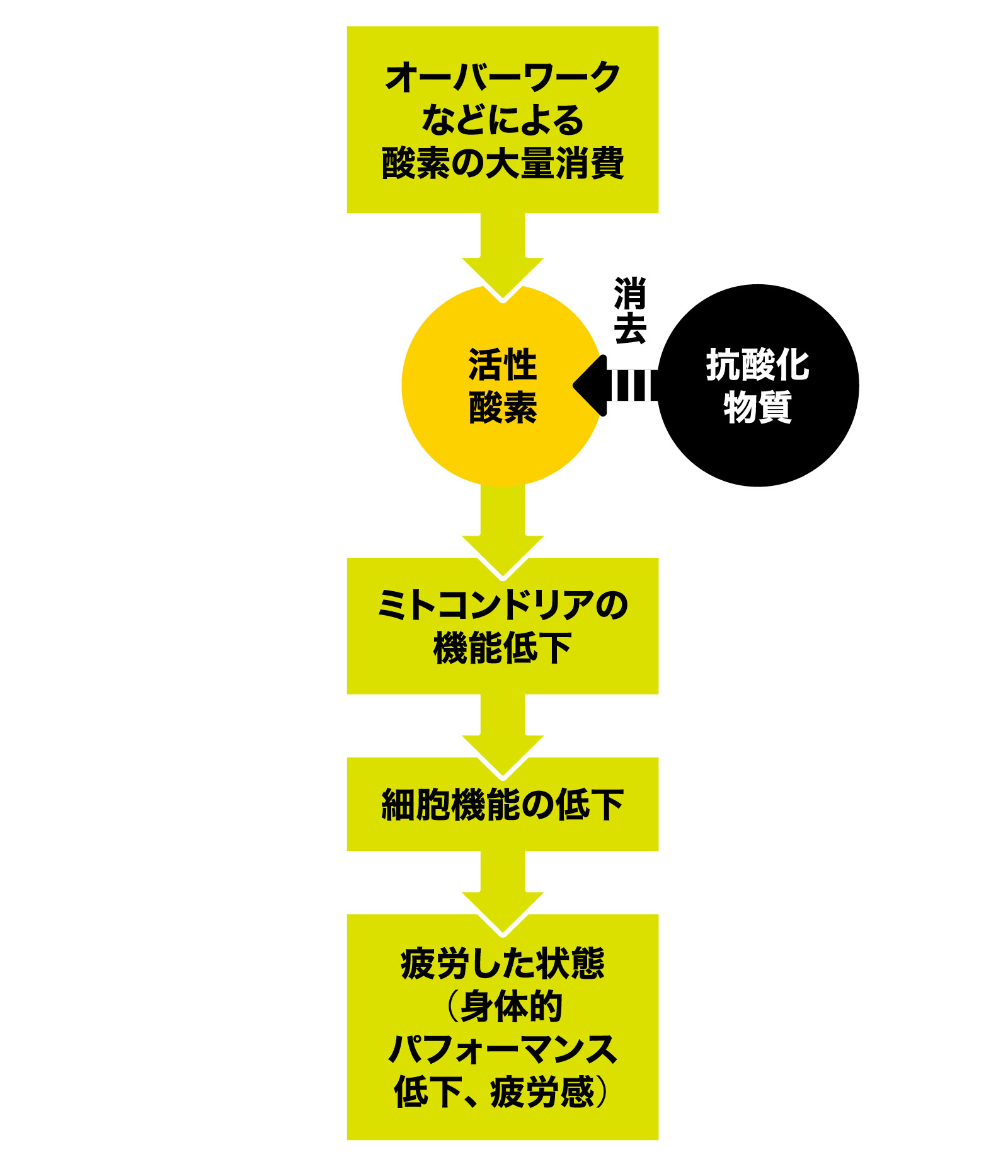 専門家に聞く「疲労の正体」|酸化と自律神経の関係