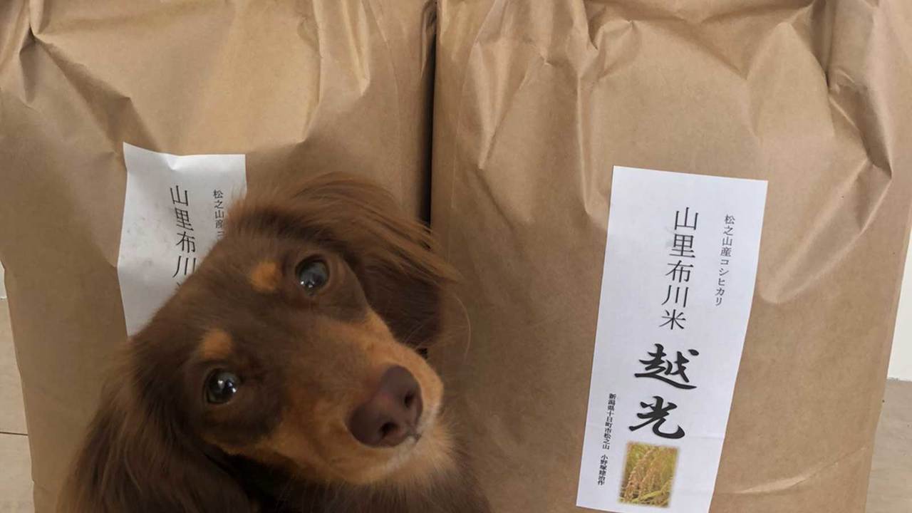 愛犬と米