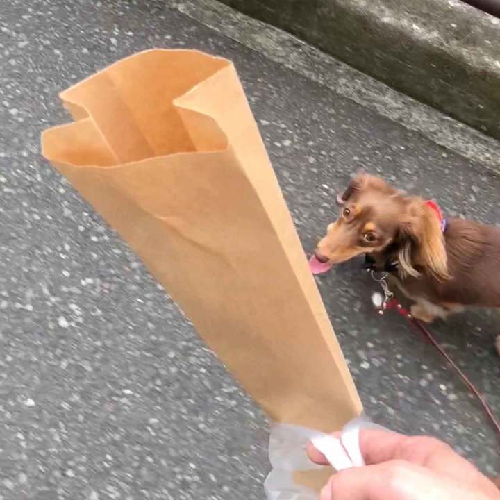 パンの包みと犬