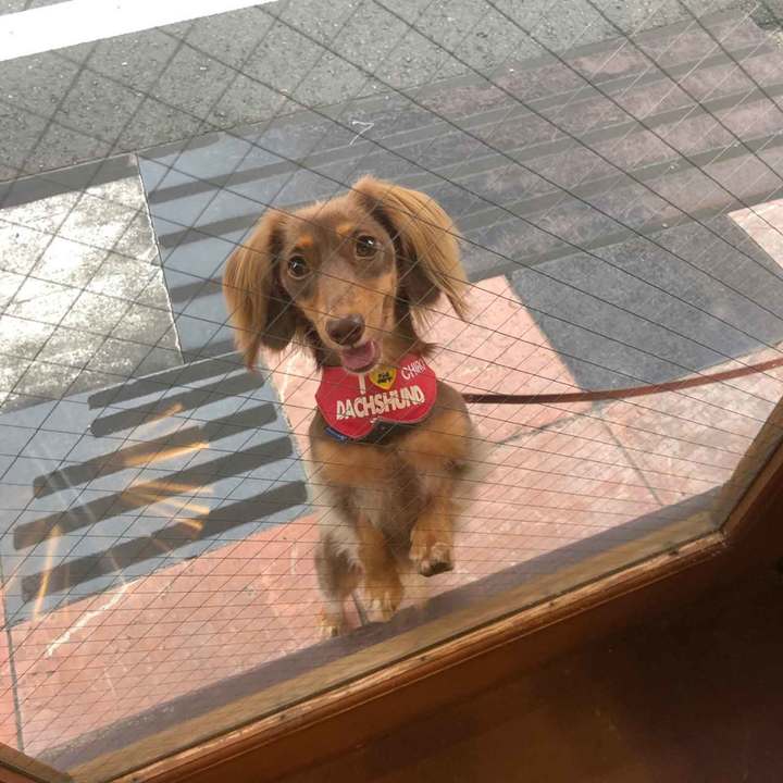 愛犬