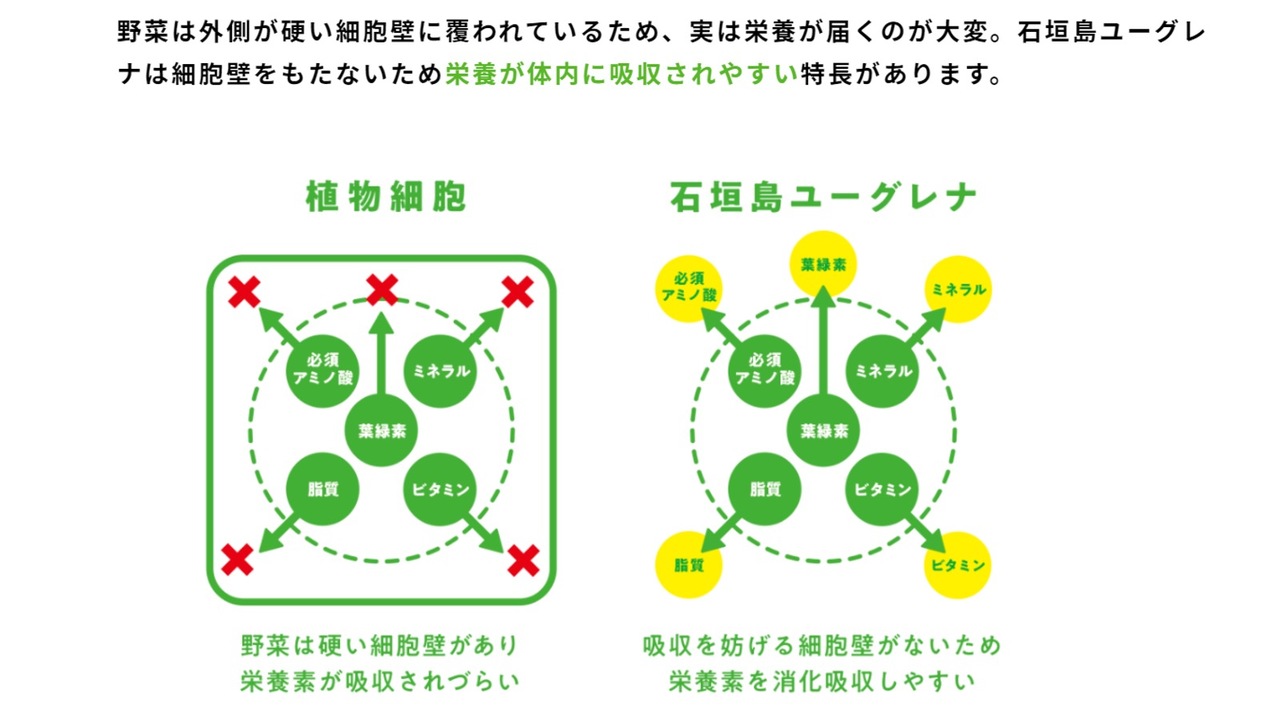 ユーグレナの細胞壁
