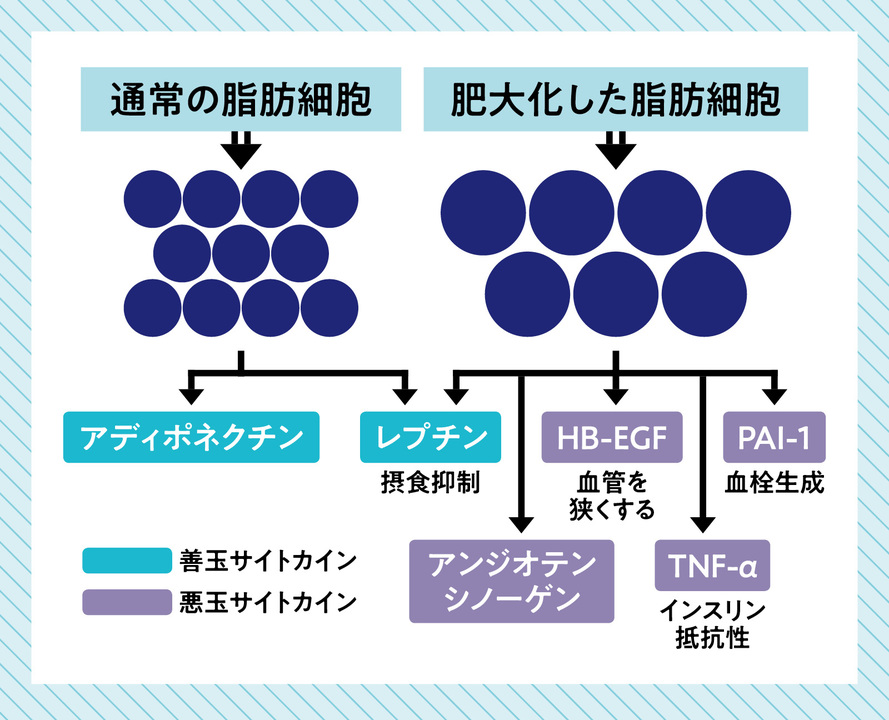 脂肪細胞とサイトカイン
