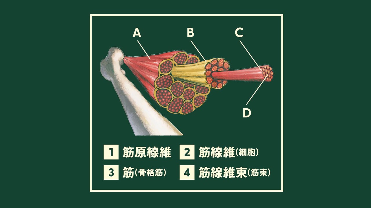 筋線維のタイプ