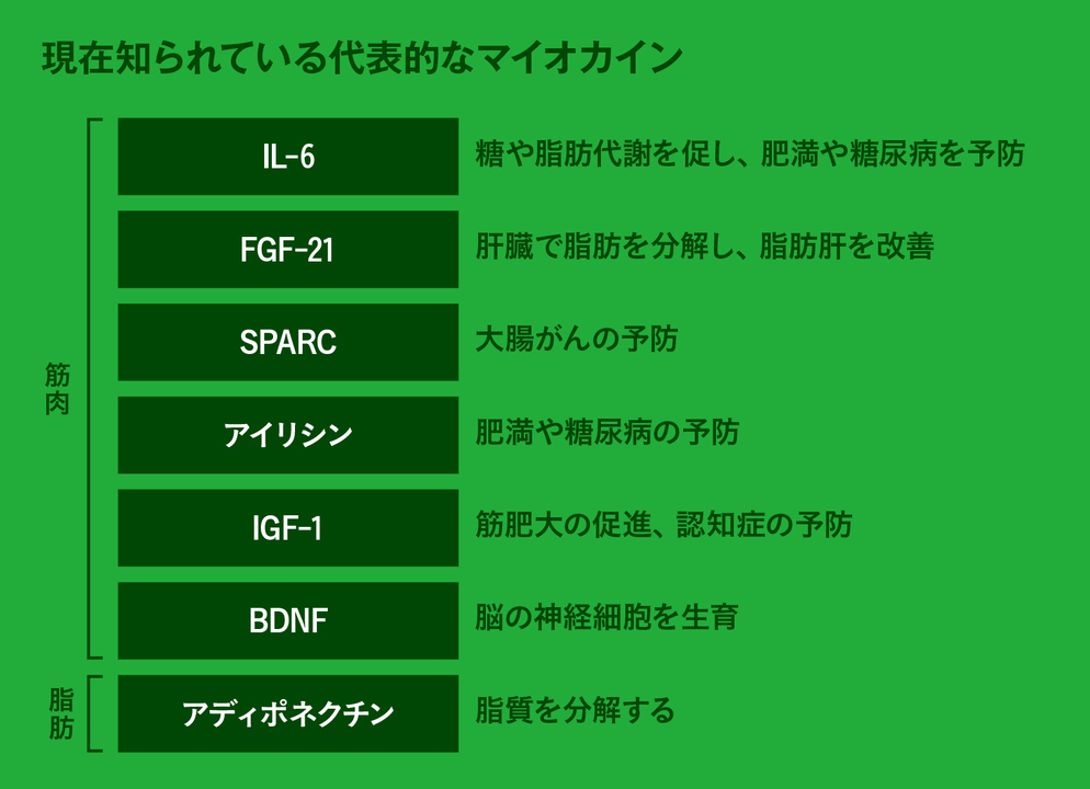 現在知られている代表的なマイオカイン