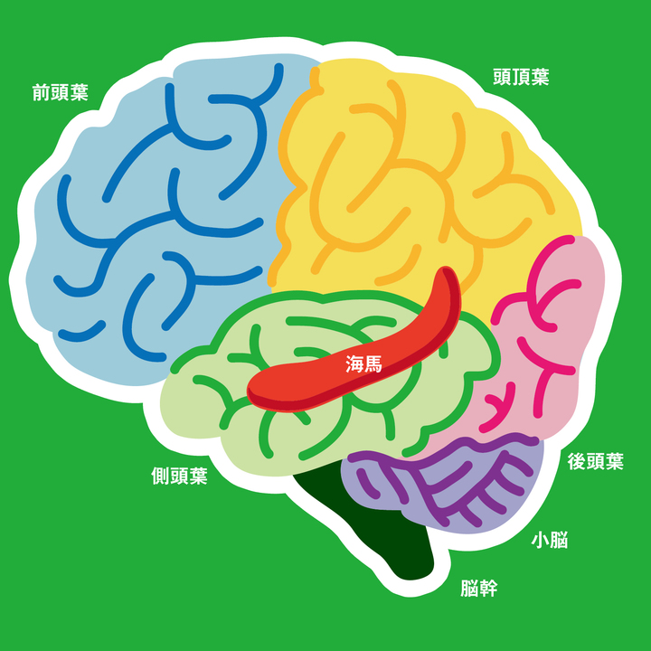 脳