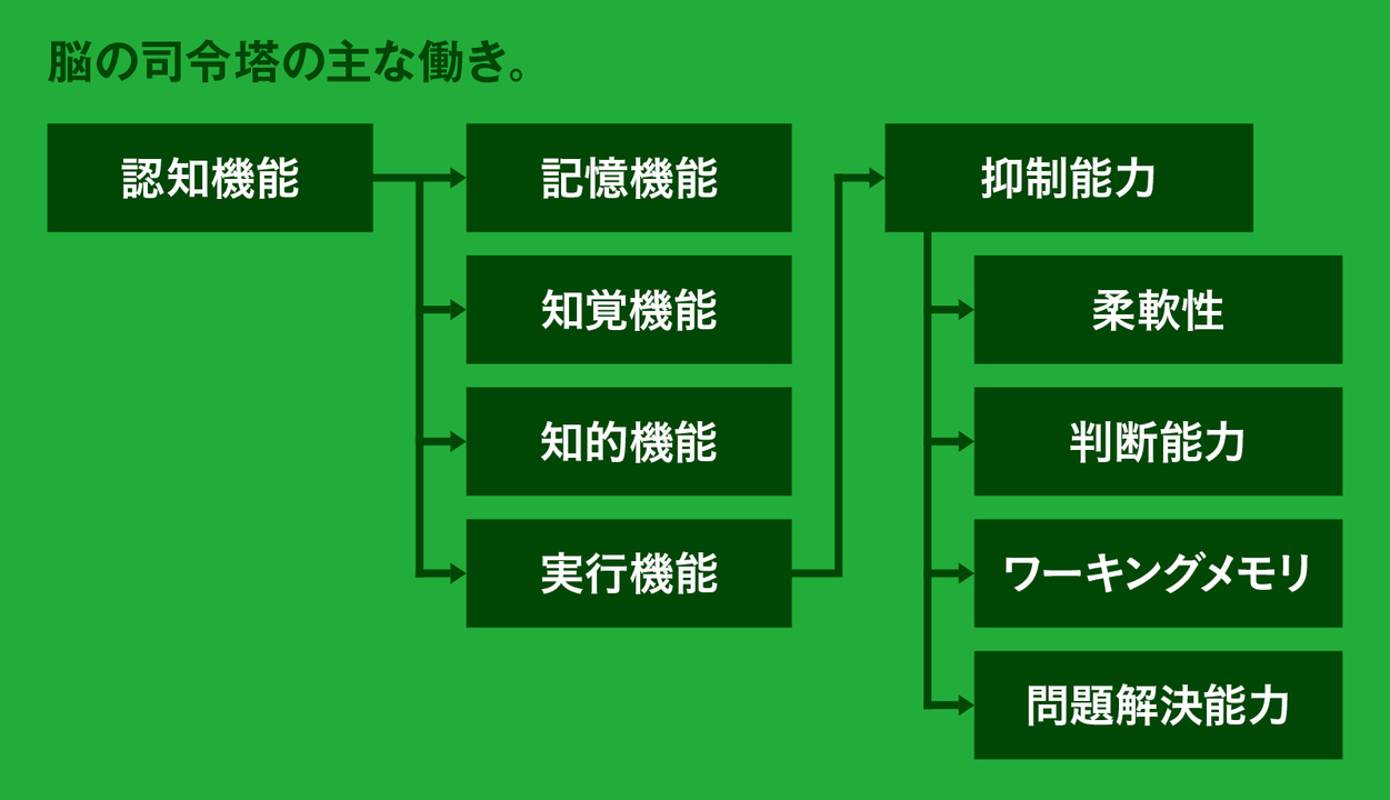 脳の司令塔の主な働き
