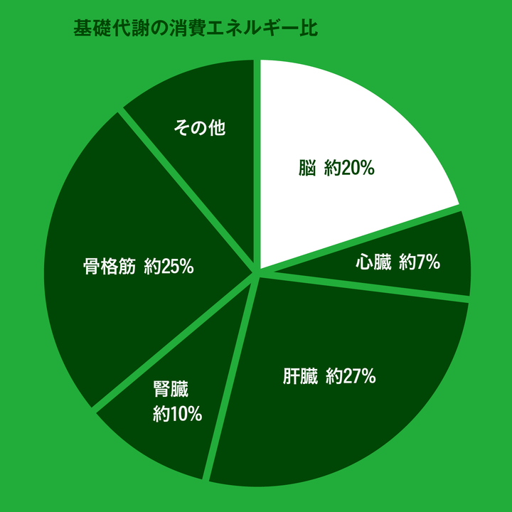 基礎代謝の消費エネルギー比
