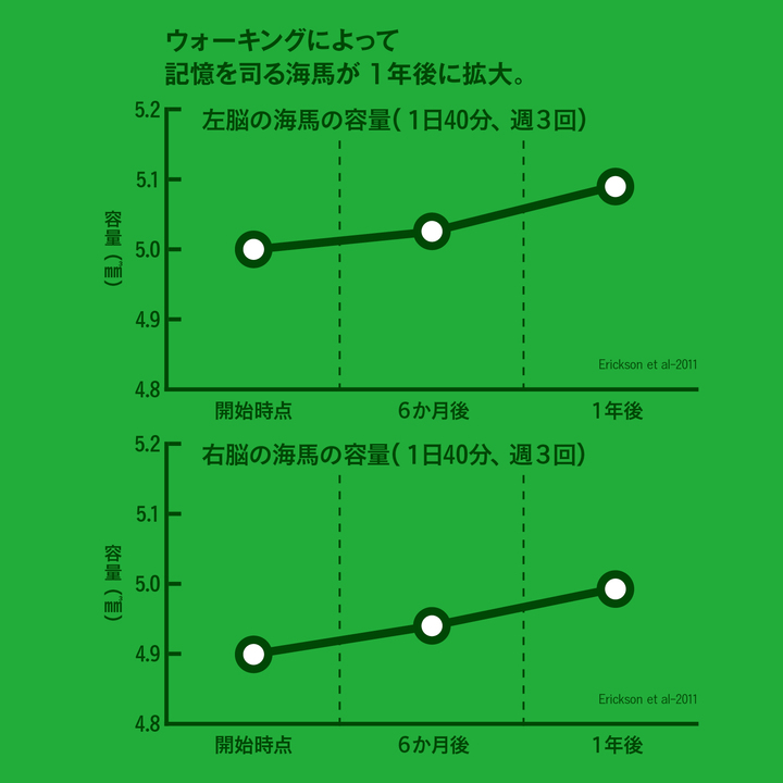 ウォーキングによって記憶を司る海馬が1年後に拡大