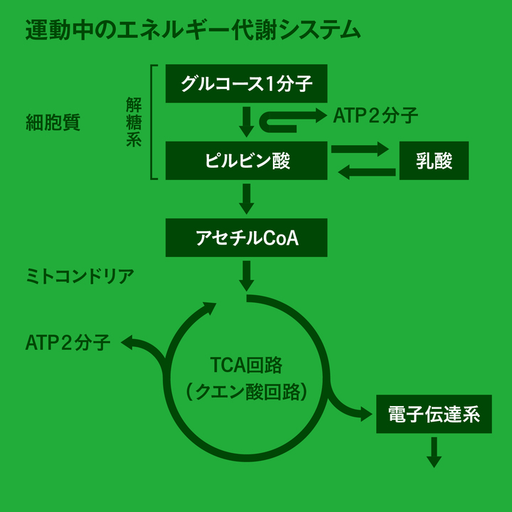 運動中のエネルギー代謝システム
