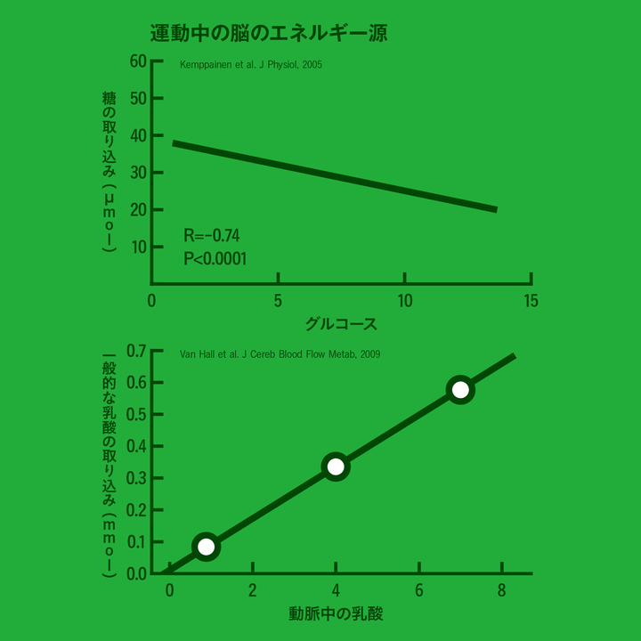 運動中の脳のエネルギー源