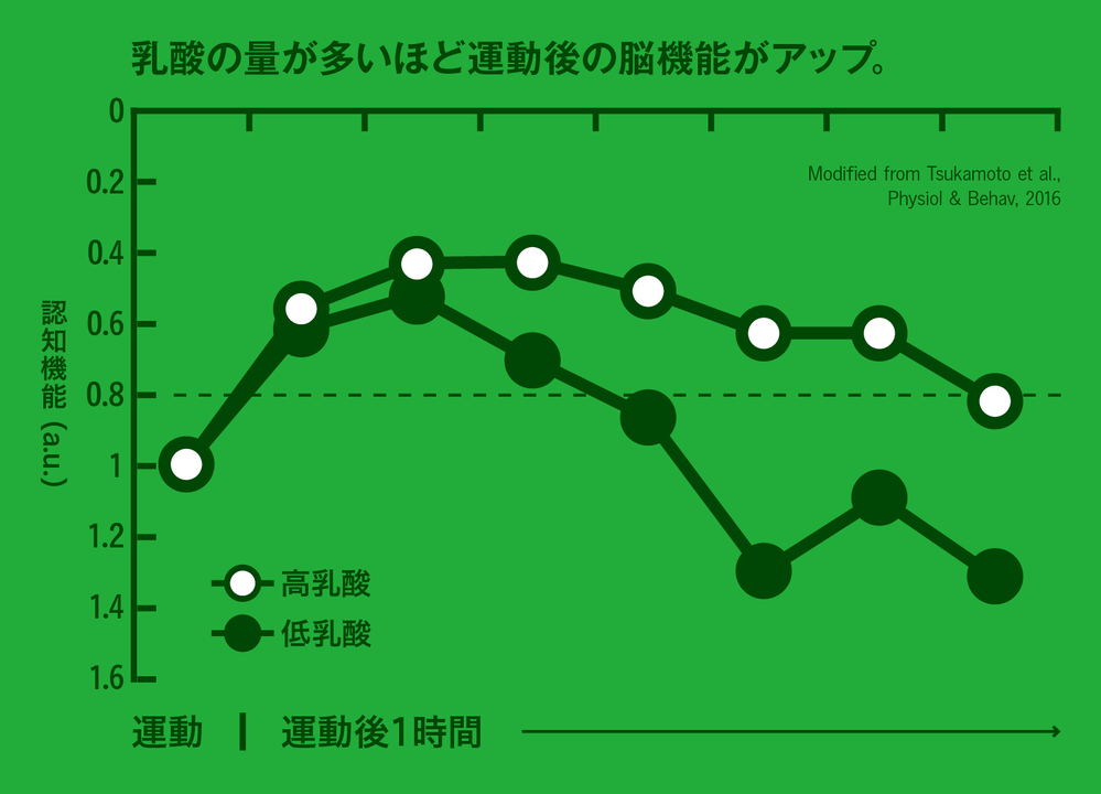 乳酸の量が多いほど運動後の脳機能がアップ